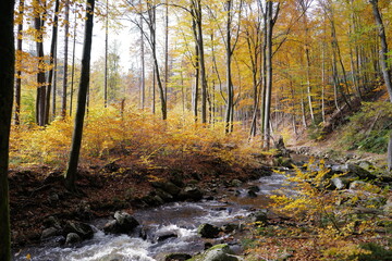 Herbstwald, Ilsetal, Harz