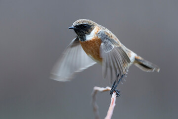 Roodborsttapuit; European Stonechat; Saxicola rubicola