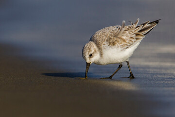 Drieteenstrandloper, Sanderling; Calidris alba