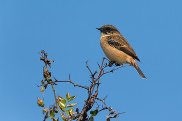 Stejnegers  Roodborsttapuit, Stejneger's Stonechat, Saxicola stejnegeri