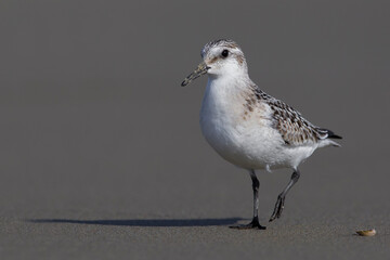 Drieteenstrandloper, Sanderling; Calidris alba