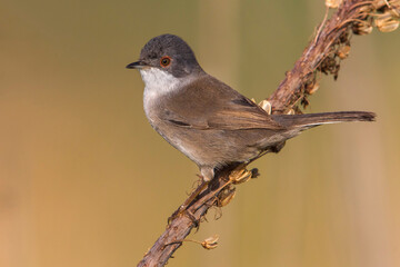 Kleine Zwartkop  Sardinian Warbler  Sylvia melanocephala © AGAMI