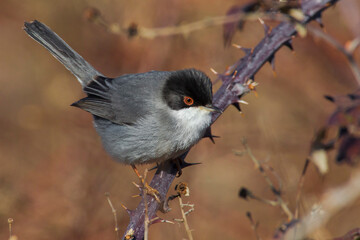 Kleine Zwartkop; Sardinian Warbler; Sylvia melanocephala