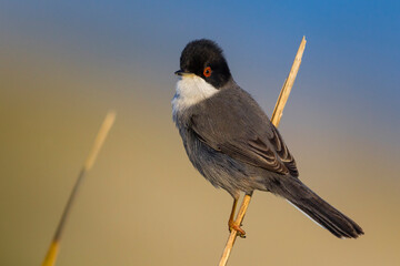 Kleine Zwartkop; Sardinian Warbler; Sylvia melanocephala