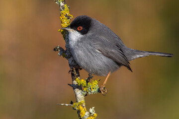 Kleine Zwartkop; Sardinian Warbler; Sylvia melanocephala