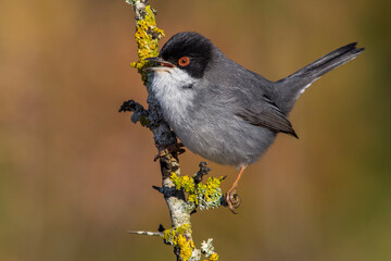 Kleine Zwartkop; Sardinian Warbler; Sylvia melanocephala