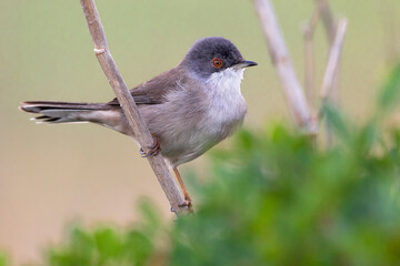 Kleine Zwartkop; Sardinian Warbler; Sylvia melanocephala