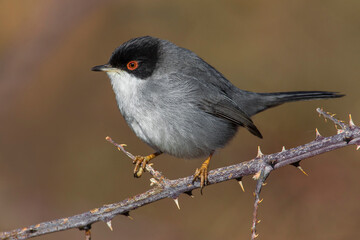 Kleine Zwartkop; Sardinian Warbler; Sylvia melanocephala