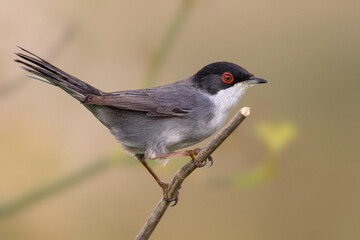 Kleine Zwartkop; Sardinian Warbler; Sylvia melanocephala