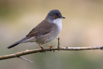 Kleine Zwartkop; Sardinian Warbler; Sylvia melanocephala