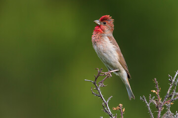 Roodmus; Scarlet Rosefinch; Carpodacus erythrynus