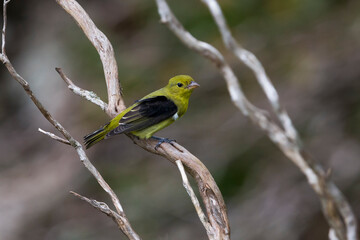 Zwartvleugeltangare; Scarlet tanager; Piranga olivacea