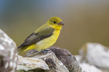 Zwartvleugeltangare, Scarlet Tanager, Piranga olivacea