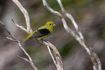 Zwartvleugeltangare; Scarlet tanager; Piranga olivacea
