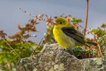 Zwartvleugeltangare, Scarlet Tanager, Piranga olivacea