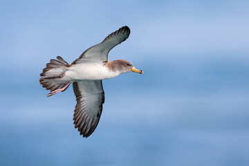 Scopoli's Pijlstormvogel; Scopoli's Shearwater; Calonectris diomedea diomedea