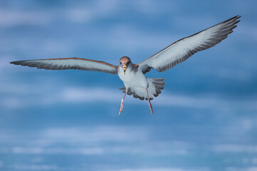 Scopoli's Pijlstormvogel; Scopoli's Shearwater; Calonectris diomedea diomedea