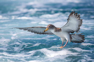 Scopoli's Pijlstormvogel; Scopoli's Shearwater; Calonectris diomedea diomedea