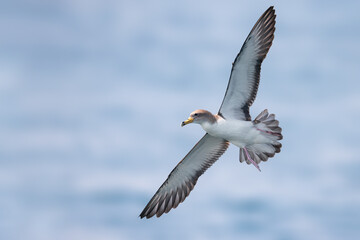 Scopoli's Pijlstormvogel; Scopoli's Shearwater; Calonectris diomedea diomedea