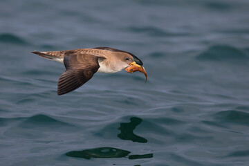 Scopoli's Pijlstormvogel; Scopoli's Shearwater; Calonectris diomedea diomedea