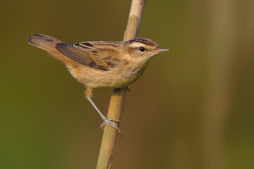 Rietzanger, Sedge Warbler, Acrocephalus schoenobaenus
