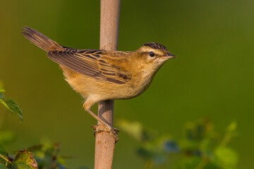 Rietzanger, Sedge Warbler, Acrocephalus schoenobaenus