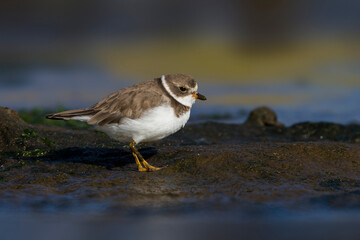 Amerikaanse Bontbekplevier, Semipalmated Plover, Charadrius semipalmatus