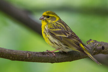 Europese Kanarie, Serin; Serinus serinus