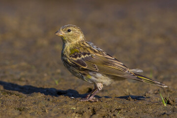 Europese Kanarie, Serin; Serinus serinus