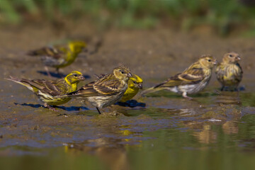 Europese Kanarie, Serin; Serinus serinus