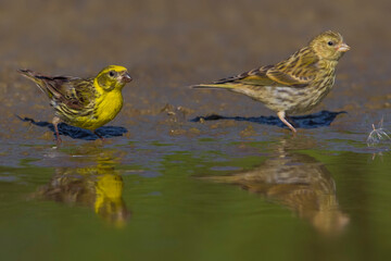 Europese Kanarie, Serin; Serinus serinus