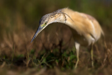 Ralreiger; Squacco Heron; Ardeola ralloides