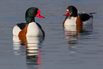 Bergeend; Common Shelduck; Tadorna tadorna