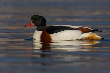 Bergeend; Common Shelduck; Tadorna tadorna