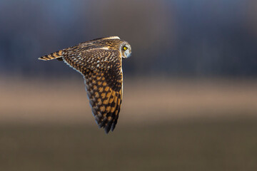 Velduil; Short-eared Owl; Asio flammeus