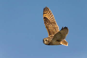 Velduil; Short-eared Owl; Asio flammeus