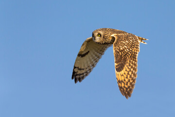 Velduil; Short-eared Owl; Asio flammeus