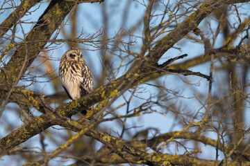 Velduil; Short-eared Owl; Asio flammeus
