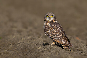 Velduil; Short-eared Owl; Asio flammeus