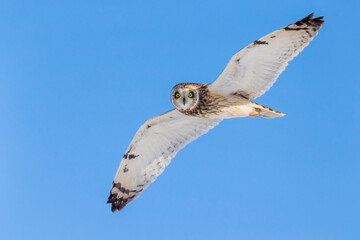 Velduil; Short-eared Owl; Asio flammeus