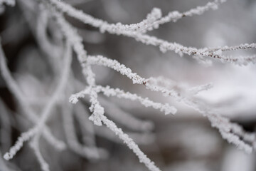 Pine branches covered with frost, spruce covered with frost
