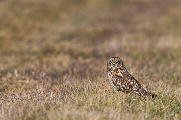 Velduil; Short-eared Owl; Asio flammeus