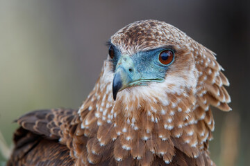 Portrait of a juvenile bateleur (Terathopius ecaudatus) in Kruger National Park in South Africa with a nice blurry background