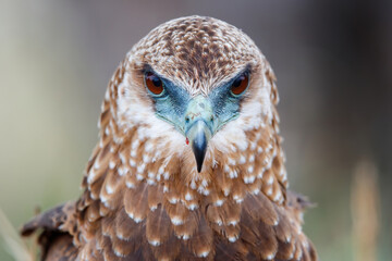 Portrait of a juvenile bateleur (Terathopius ecaudatus) in Kruger National Park in South Africa with a nice blurry background