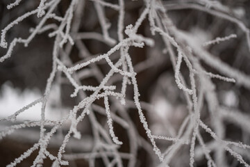 Pine branches covered with frost, spruce covered with frost