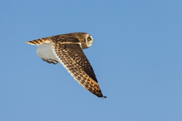 Velduil; Short-eared Owl; Asio flammeus