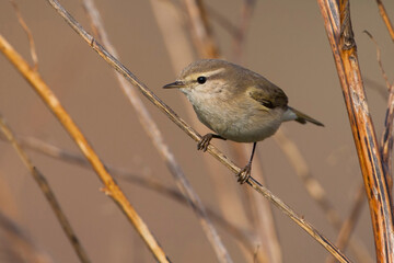 Siberische Tjiftjaf, Siberian Chiffchaff, Phylloscopus tristis