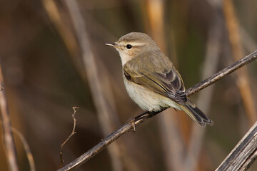 Siberische Tjiftjaf, Siberian Chiffchaff, Phylloscopus tristis