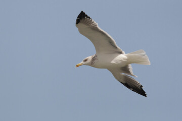 Zafferano siberiano; Heuglin's Gull; Larus heuglinii