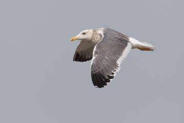 Zafferano siberiano; Heuglin's Gull; Larus heuglinii